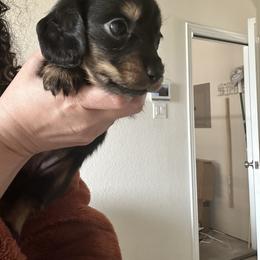 Pink Collar Miss Sweet Dill - Black and tan female Dachshund puppy in Hutto, Texas from R.G. Dachshunds