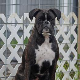 Yalani - Boxer