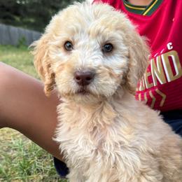 Matey - Apricot male Goldendoodle puppy in Angier, North Carolina from A Breed Above Kennels