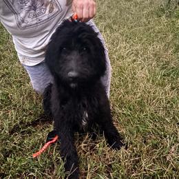 Chardonnay - Black female Goldendoodle puppy in Water Valley, Mississippi from Olympian Doodles