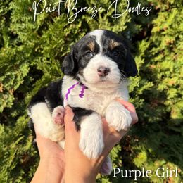 Purple Girl - Tri-color female Bernedoodle puppy in Rochester, New York from Point Breeze Doodles, LLC