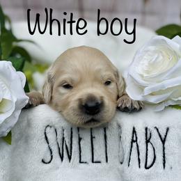 Golden Retriever Puppies from All shades Golden