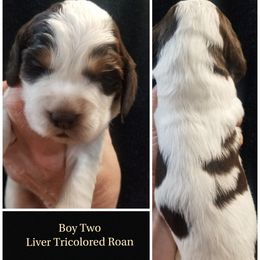 Boy 2 - Liver white and tan male English Springer Spaniel puppy in Silverdale, Washington from TimberVale Springers