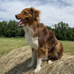 Gypsy - Australian Shepherd