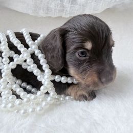 NIKKI - Chocolate and tan female Dachshund puppy in Richmond, Virginia from Irresistible Dachshunds & Cavaliers