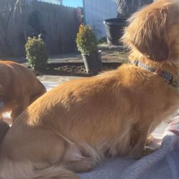 Dachshunds from Boaz Dachshunds