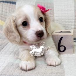 Maggie AKC - Cream female Dachshund puppy in South Easton, Massachusetts from Depot Dachsies