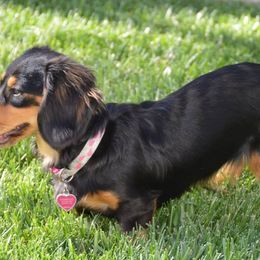 Dachshunds from Desi’s Mini Dachshunds