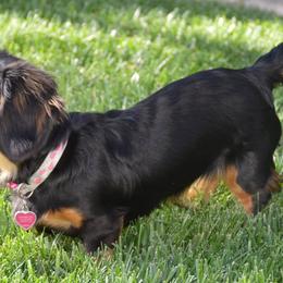Dachshunds from Desi’s Mini Dachshunds