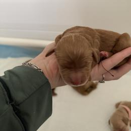 Girl 1 - female Goldendoodle puppy in Yukon, Oklahoma from Silver Barn Doodles