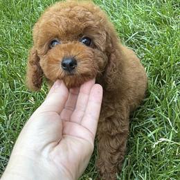 Poodle Puppies from Orel Toy & Miniature Poodles