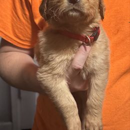 Boy 2 - Dark golden male Golden Retriever puppy in Pekin, Illinois from Solari Kennels