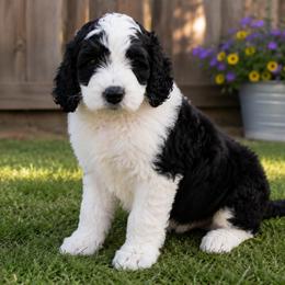 Bernedoodle, Goldendoodle, and Poodle Puppies from Gentle Paw Goldendoodles