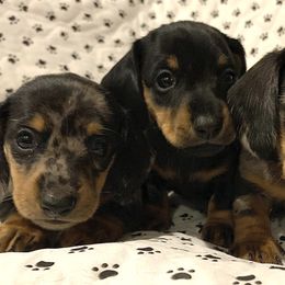Dachshunds and Shih Tzus from Lil Smokey’s of New Mexico
