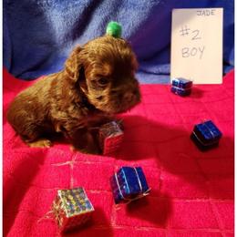 Not named - Chocolate and tan male Yorkshire Terrier puppy in Marion Station, Maryland from Anna's Yorkie Treasures