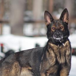 Reya - German Shepherd