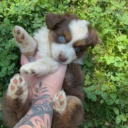 Rowan - Red tri male Miniature Australian Shepherd puppy in Shingletown, California from Whiskeytown Aussies