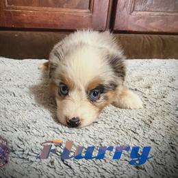 Flurry - Blue merle female Miniature Australian Shepherd puppy in Lubbock, Texas from Baby Storm Kennels