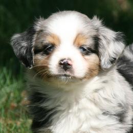 W44 - Blue merle male Miniature Australian Shepherd puppy in Fairview, South Dakota from Dakota Toy Aussies