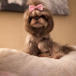 Evie - Shih Tzu