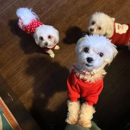 Lila - Maltese