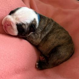 Hermoine Granger - Blue Collar - Fawn brindle and white female Bulldog puppy in Krum, Texas from K & K Little Blessings