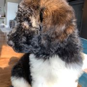 Newfypoo Puppies from Two Sisters Ranch, LLC