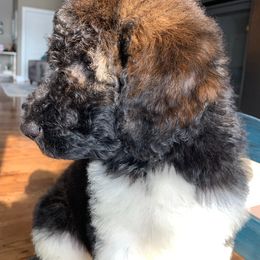 Newfypoo Puppies from Two Sisters Ranch, LLC