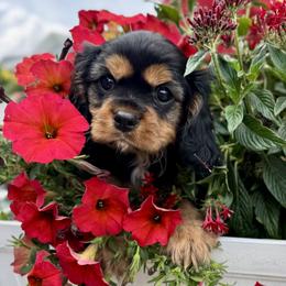 Boy 3 - male Cavalier King Charles Spaniel puppy in Louisville, Kentucky from Ali-Mae Cavalier King Charles Spaniels