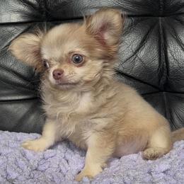 Chihuahua Puppies from Sugar Cookie Chihuahuas