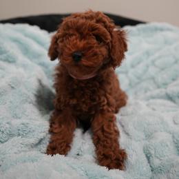 Vienna - Red  female Poodle puppy in Miami, Florida from COFFEE’S HEARTLINE POODLES