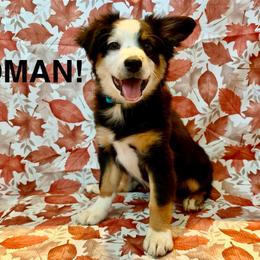 Roman - Black tri male Miniature American Shepherd puppy in Rochelle, Illinois from Countryside Kennels and Aussies