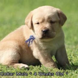 Han (Blue Collar) - Yellow male Dilute Retriever puppy in Little Rock, Arkansas from Charcoal And Silver Labs