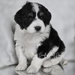 Aspen - Black and white female Bernedoodle puppy in Cleveland, Georgia from Jam's Doodles And Poodles