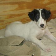Borzoi Puppies from Rovenna Borzoi