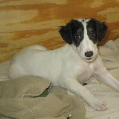 Borzoi Puppies from Rovenna Borzoi