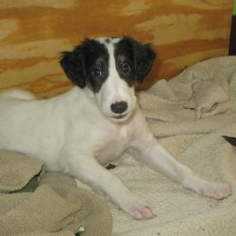 Borzoi Puppies from Rovenna Borzoi