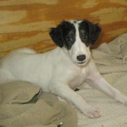 Borzoi Puppies from Rovenna Borzoi