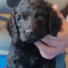 Red - Irish Water Spaniel puppy from Coltsfoot