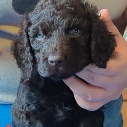 Red - Irish Water Spaniel puppy from Coltsfoot