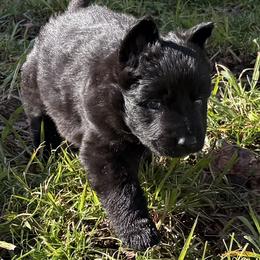 German Shepherd Puppies from Circle Oaks Shepherds