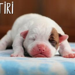 Neytiri - White and brindle female American Bulldog puppy in Vancouver, Washington from Blackwell's American & French Bulldogs