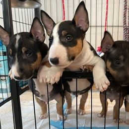 Miniature Bull Terriers from R&R kennel