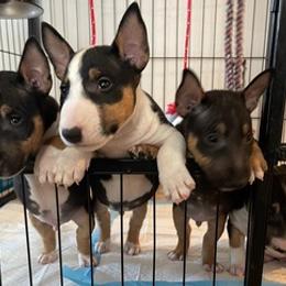 Miniature Bull Terriers from R&R kennel