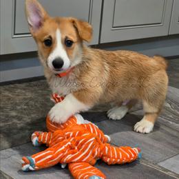 Blaze - Red male Pembroke Welsh Corgi puppy in Kiowa, Colorado from Cool Water Corgis LLC