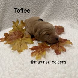 Toffee - Golden male Golden Retriever puppy in Victorville, California from Martinez Goldens