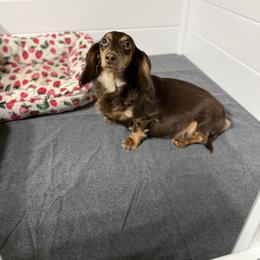 Bailey - Dachshund