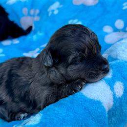 Canyon - Blue merle male Aussiedoodle puppy in Science Hill, Kentucky from Southern Paws Kennels