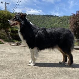 Ollie - Australian Shepherd