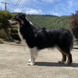 Ollie - Australian Shepherd
